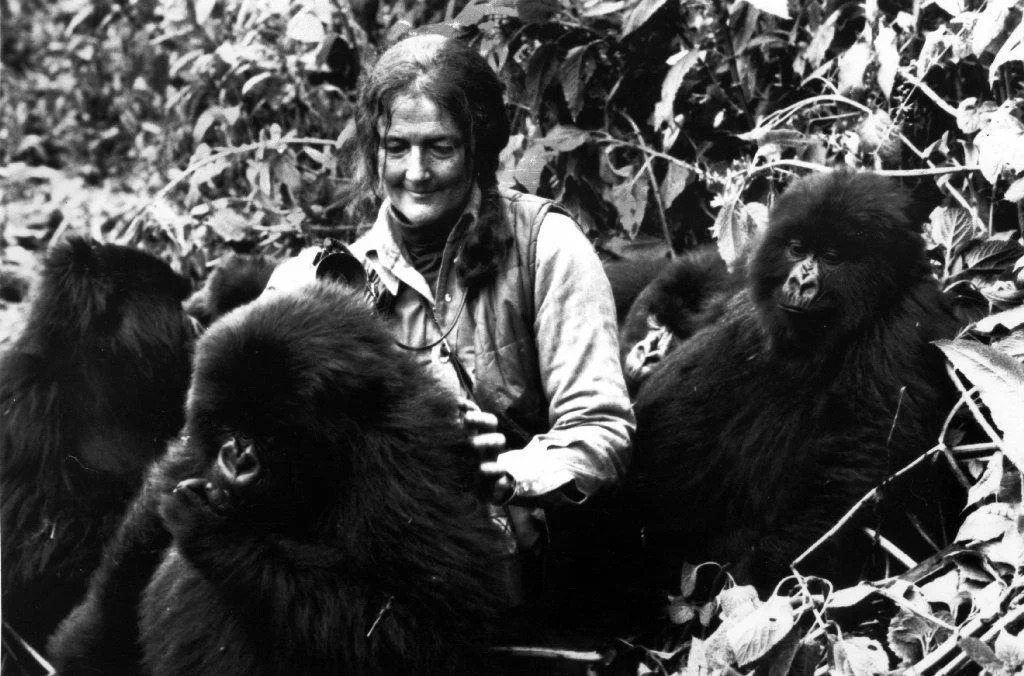 la-sci-sn-gorillas-in-the-mist-author-dian-fos-001.jpg