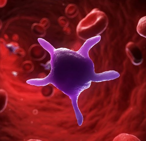 Platelets.jpg