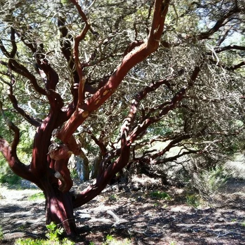 Manzanita I