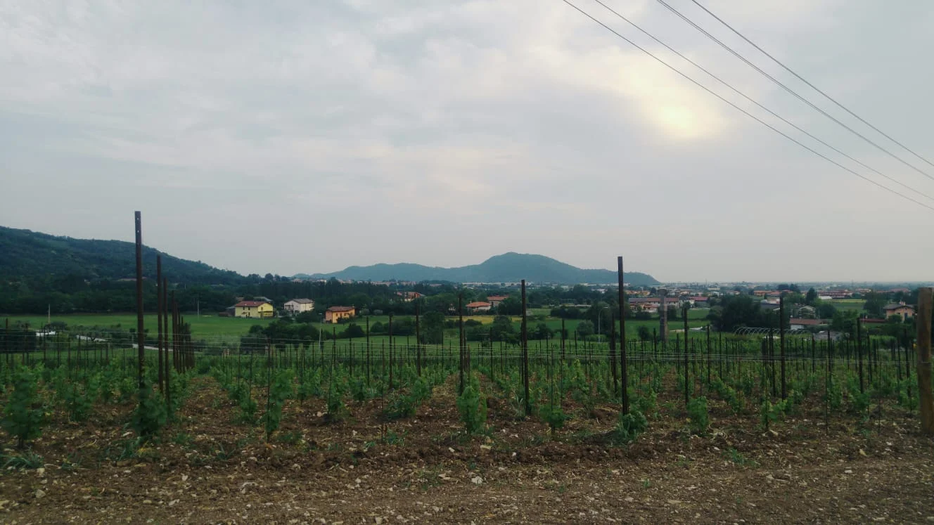 WhatsApp Image 2019-06-19 at 16.49.52 (1).jpeg