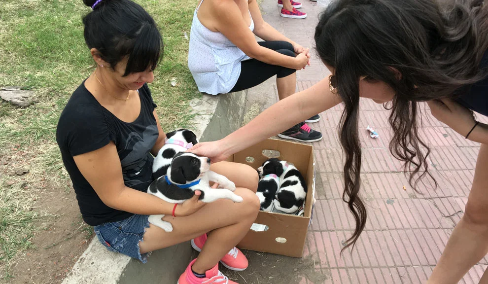 Can't resist a box full of puppies!