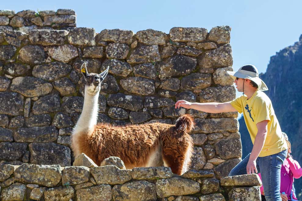 Loves those llamas.