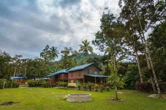 Rubber Trees & Duku Fruit