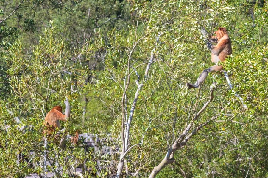 The 3rd one was behind these guys, a bit lower.