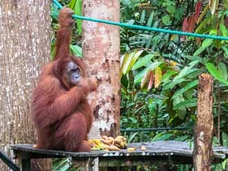 Borneo's Wicked Wildlife - Pt 2
