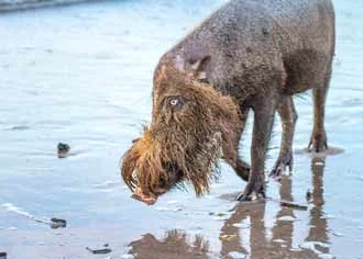Borneo's Wicked Wildlife - Pt 1