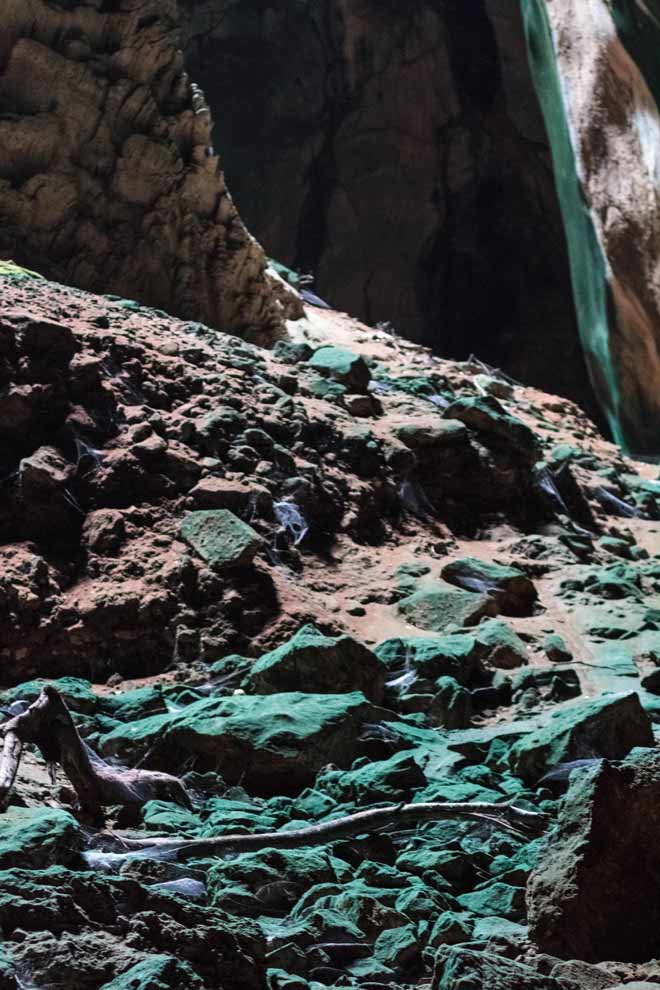 Algae grows on the rocks that get sunlight inside the caves