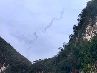 Borneo's Wicked Wildlife - Pt 3