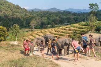 Elephants on Christmas Eve