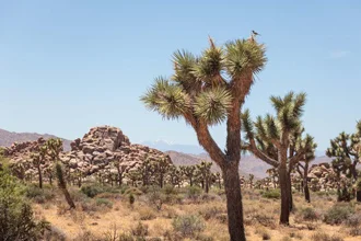 Joshua Tree National Park (in June)