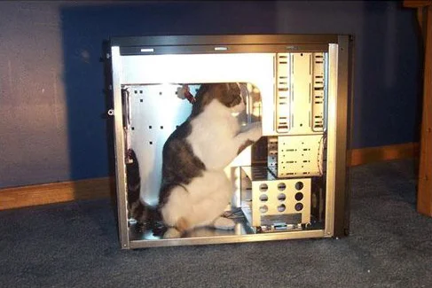 404-cat.jpg