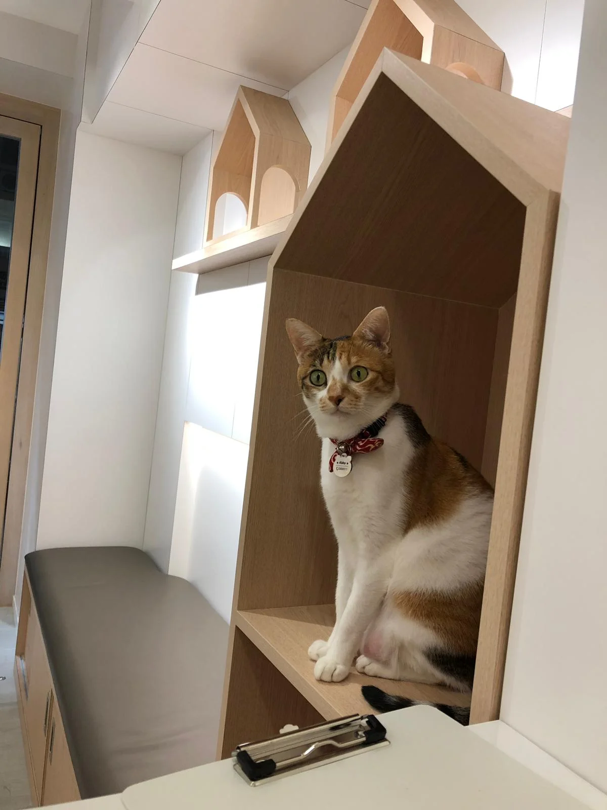 About us — Kowloon Cat Hospital