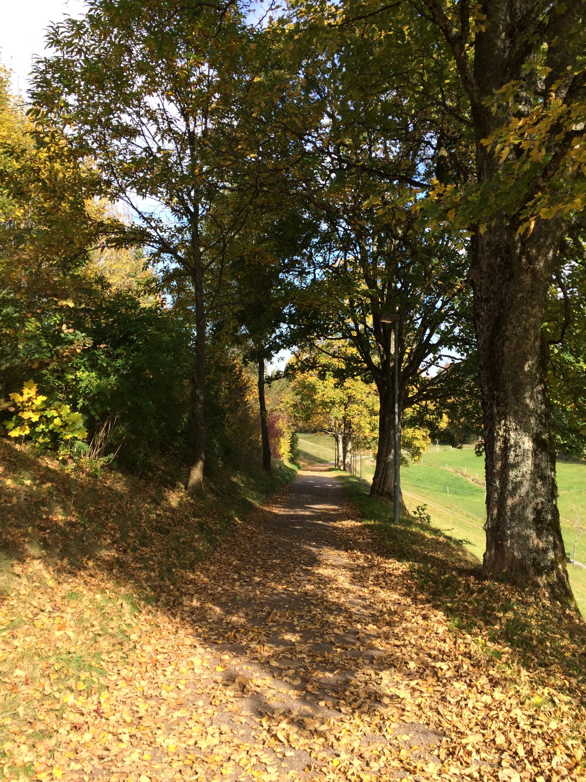 Spazierweg in St. Märgen , Schwarzwald 