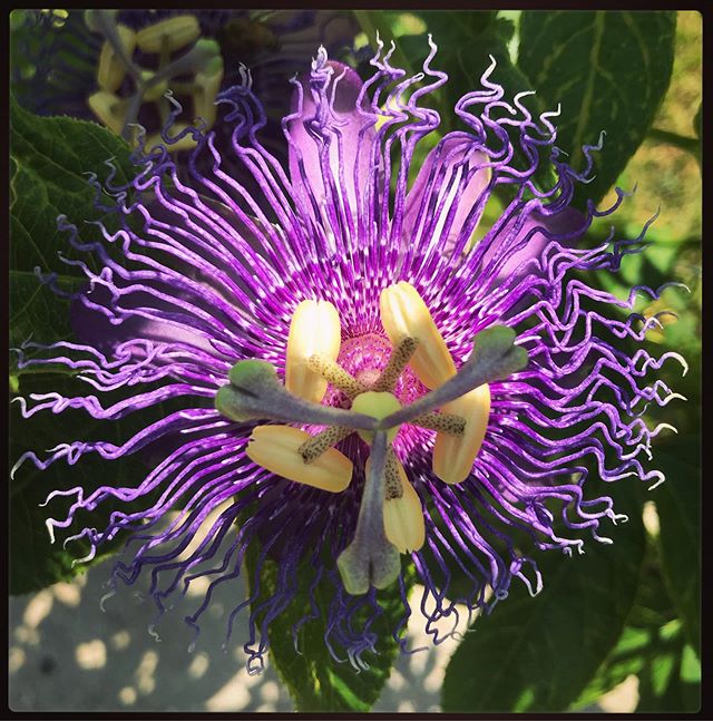 Where the Wild Things Are...🌺 This stunning beauty is one that doesn&rsquo;t mind the end of summer heat here in #NewOrleans. #Passionflower can&rsquo;t get enough of the sun-and while some of us swelter over a late-summer heat advisory, Passionflow