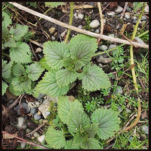 Meet Urtica dioica, or Stinging nettle, a trusted medicinal plant in several cultures, for thousands of years. 🌿 This powerful plant is anti-inflammatory, anti-microbial, and is also an important source of anti-oxidants. For all these reasons, it ca