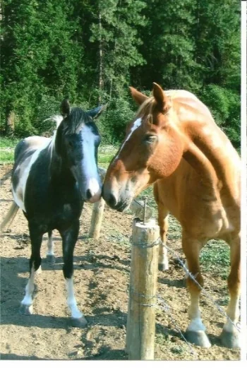 in WA at Eagle Creek Ranch where I was a wrangler and trail guide. Patriot at 15.2 hands meeting Bob the Belgium. 