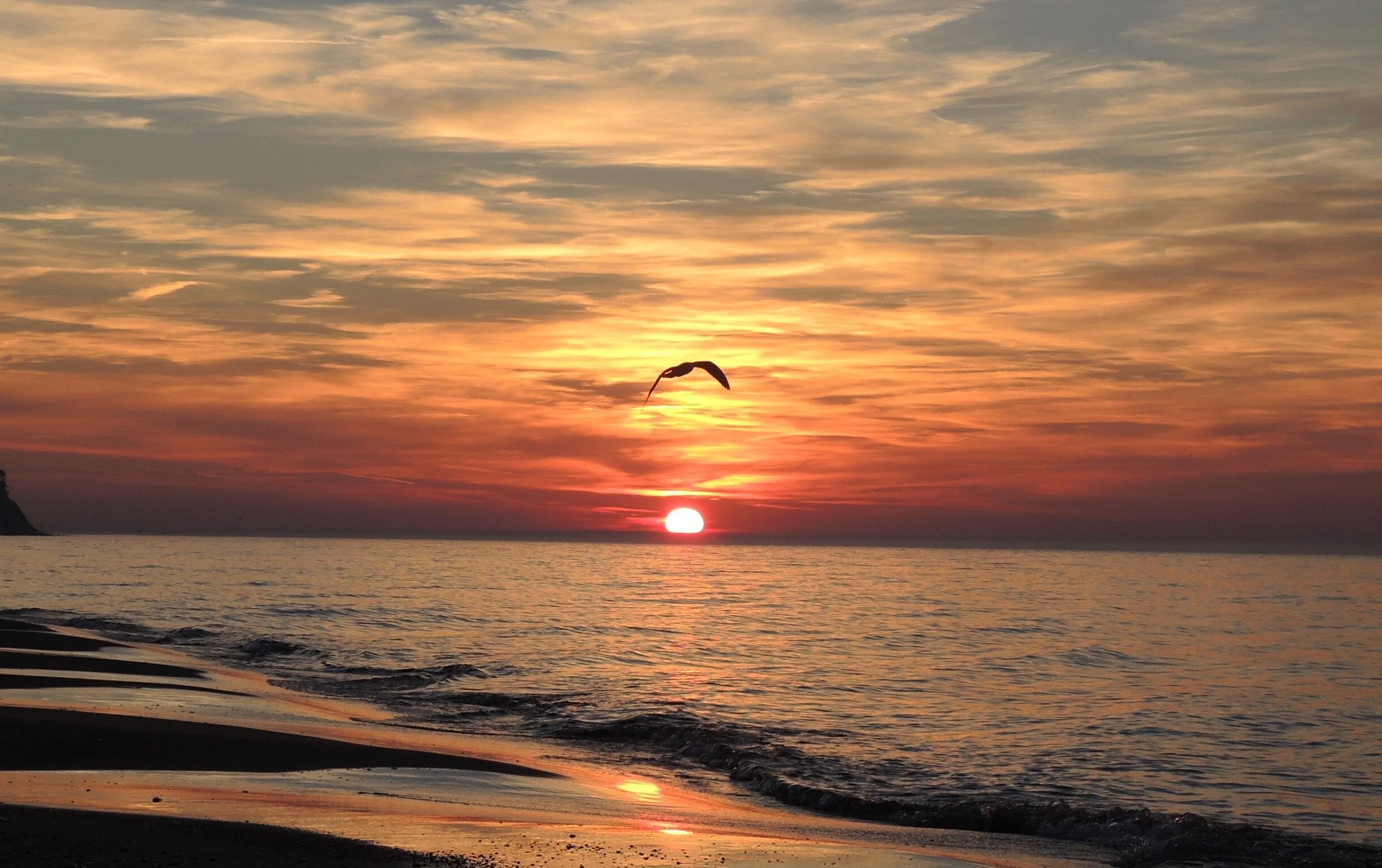 Seagull in Feiry Sunset.jpg