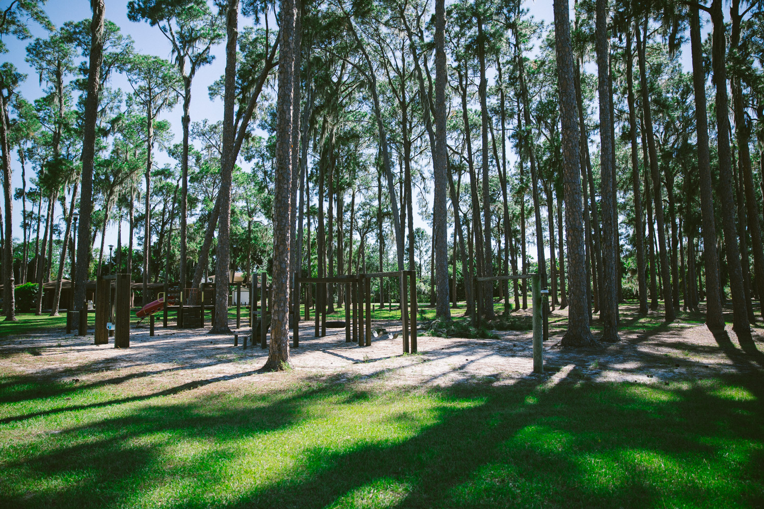 OUC pines at windermere_.jpg