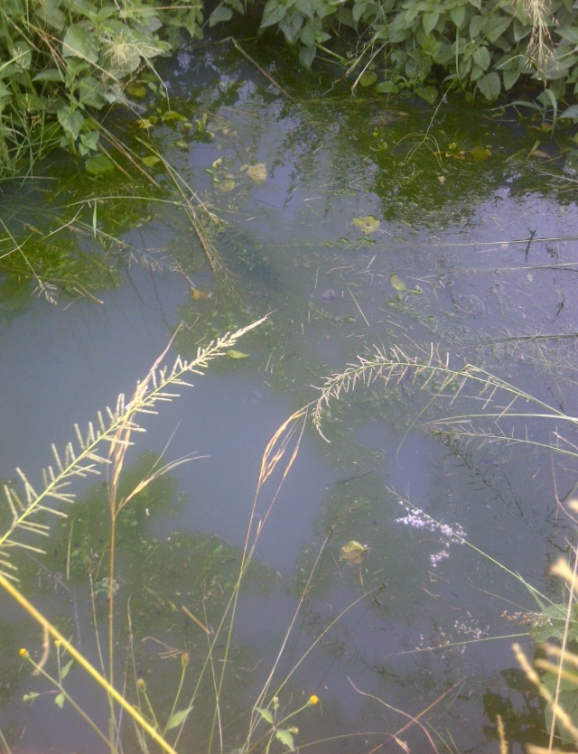  The current "clean" water source in Siachihja, Zambia. 