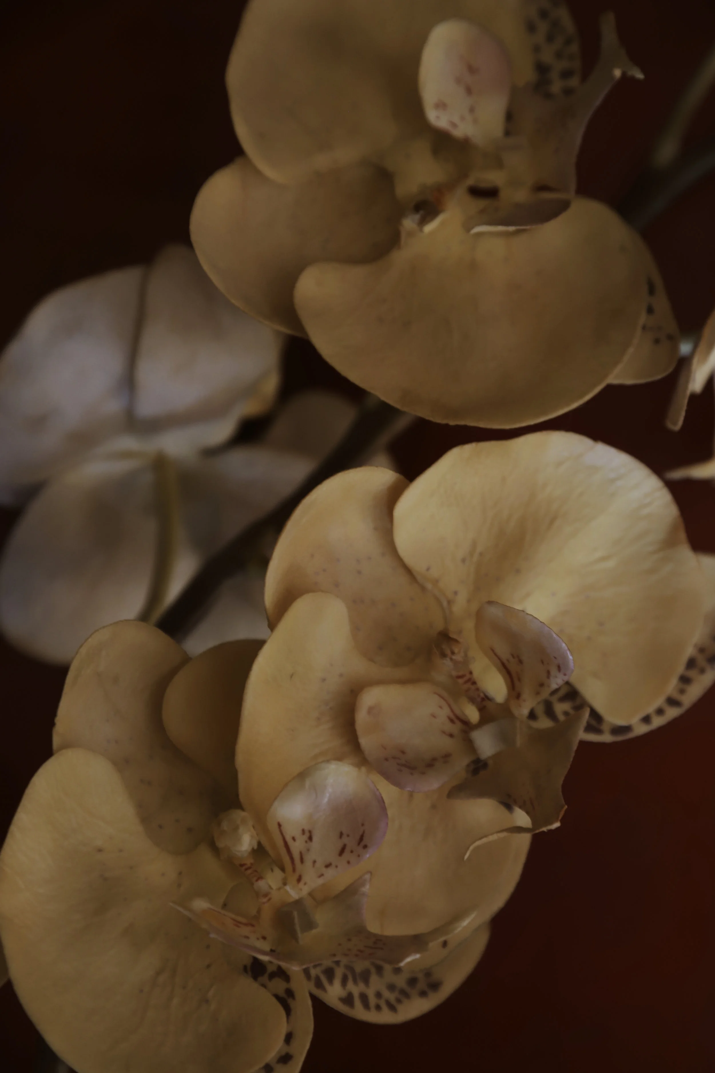 Les Fleurs – symbolising the root chakra photographie par Evangelina–Rose