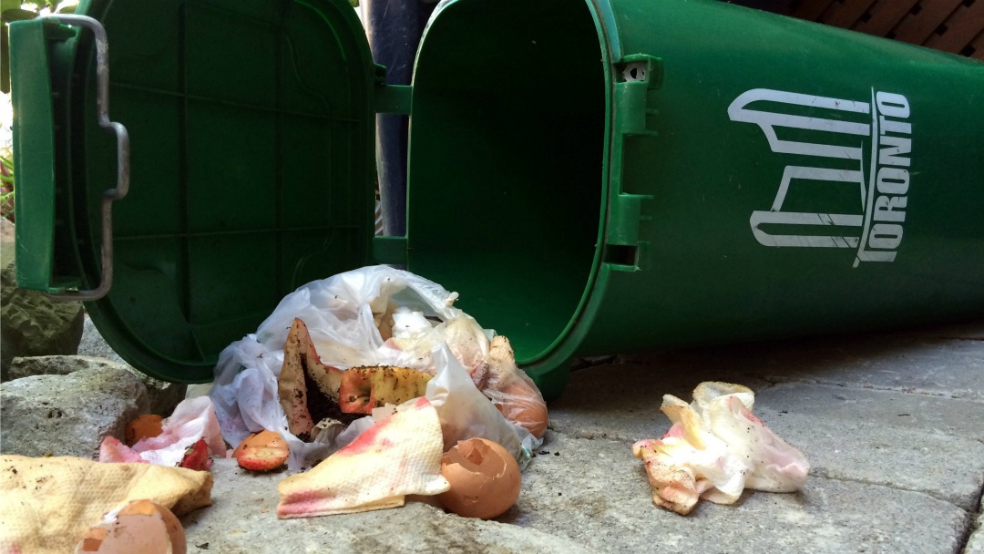 Green bin programs are good at diverting waste from landfills, but some experts believe consumers must learn to waste less food in the first place. (Rachel Verbin/CP)