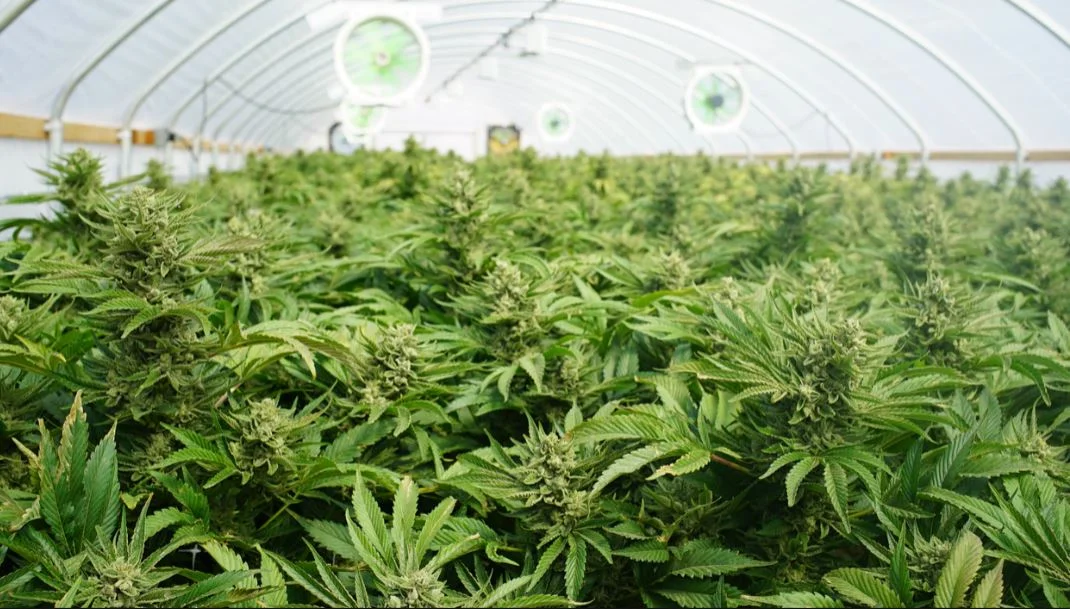 The application process for pot producers is rigorous, and the list of security requirements for licensed growers is lengthy. (Seastock/iStock)