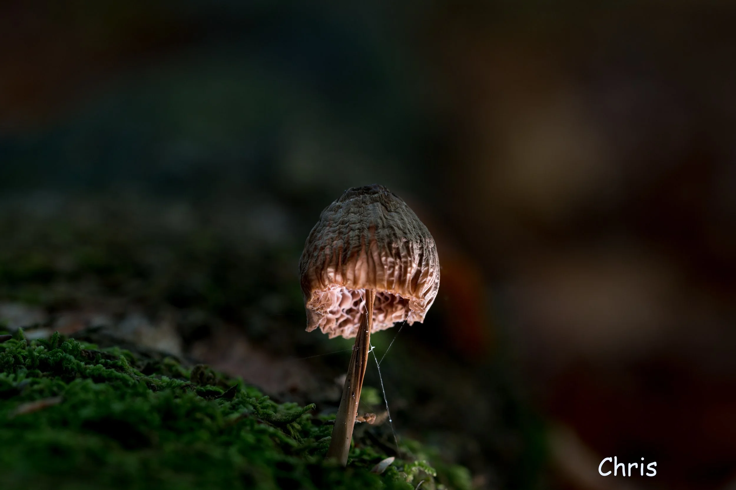 Cartierheide-1-10-Chris.jpg