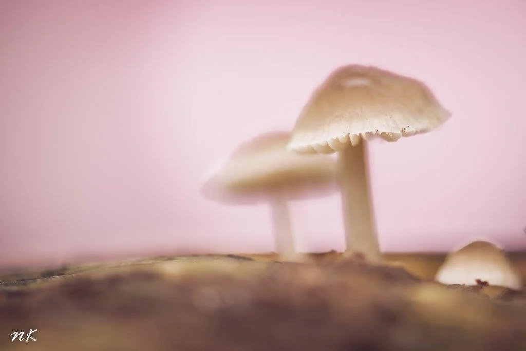 Netty-1b-1.jpg