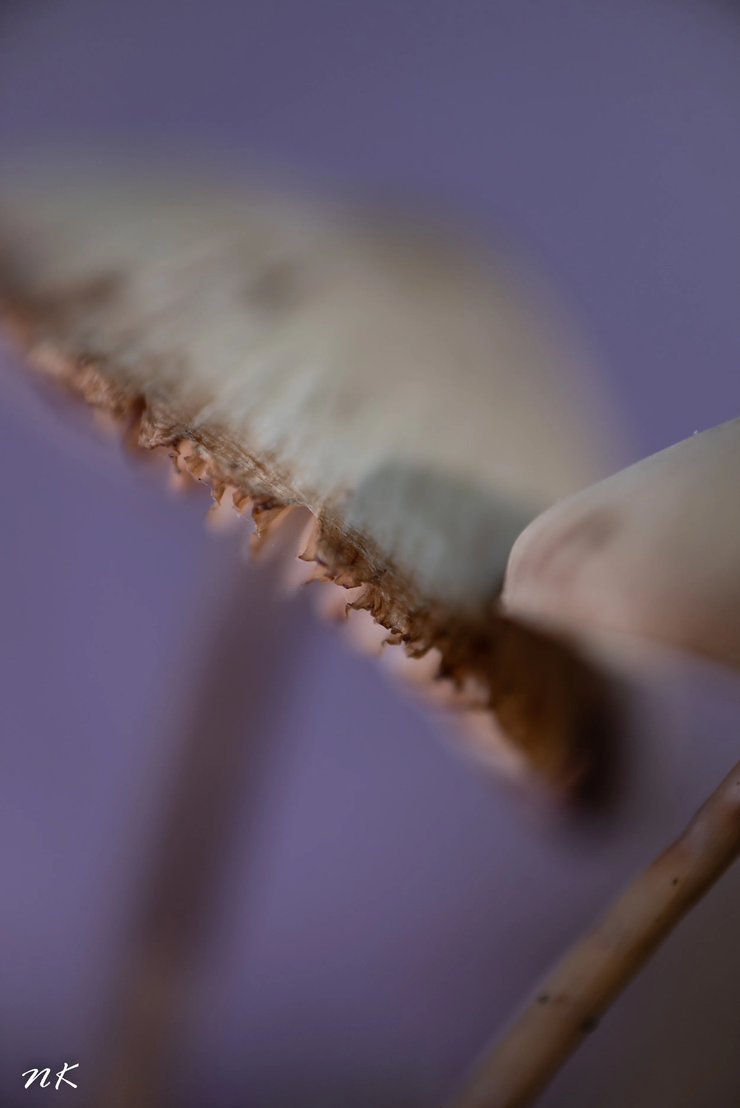 Netty-2-1.jpg