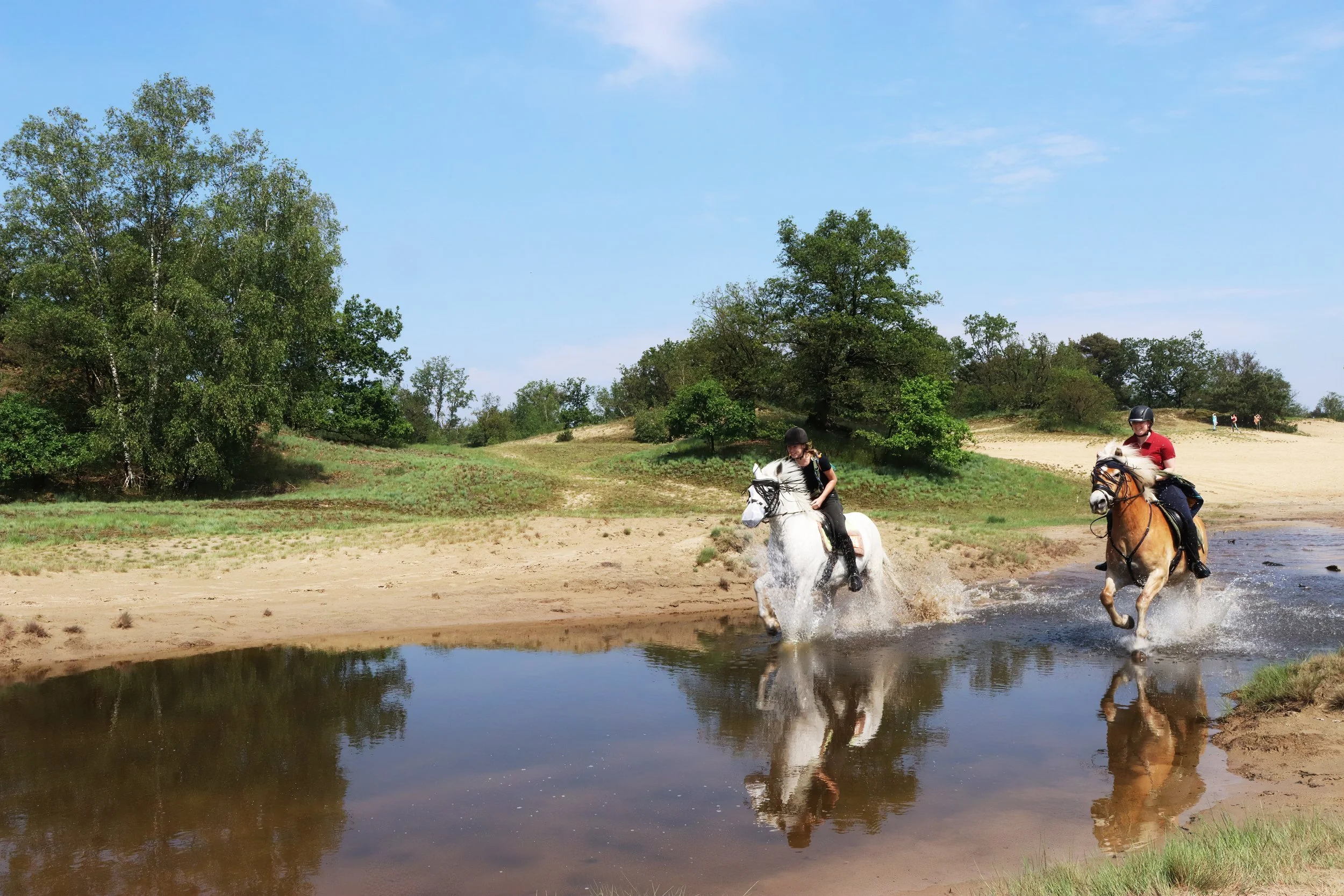 paarden.jpg