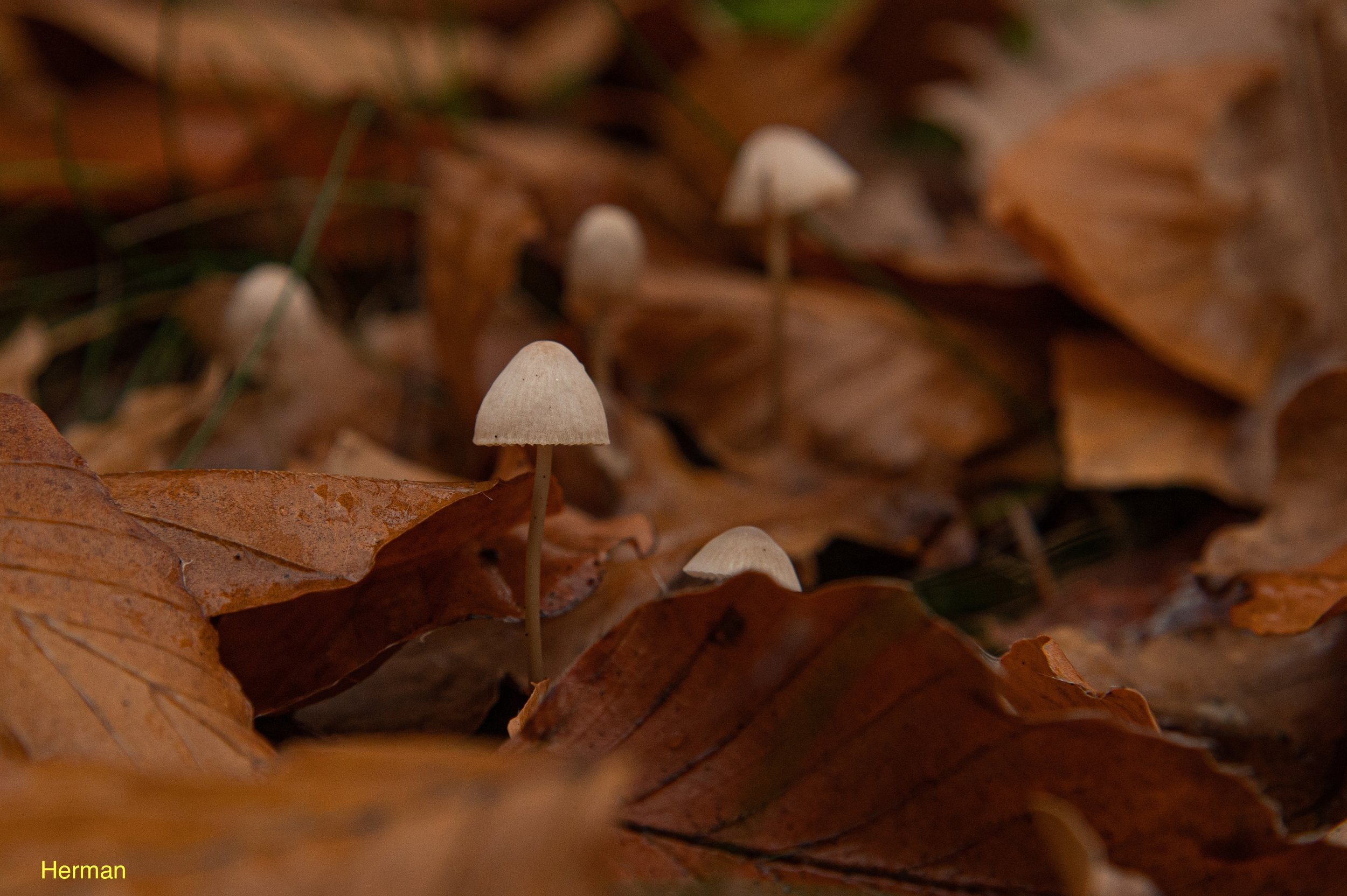DSC_5709-8.jpeg