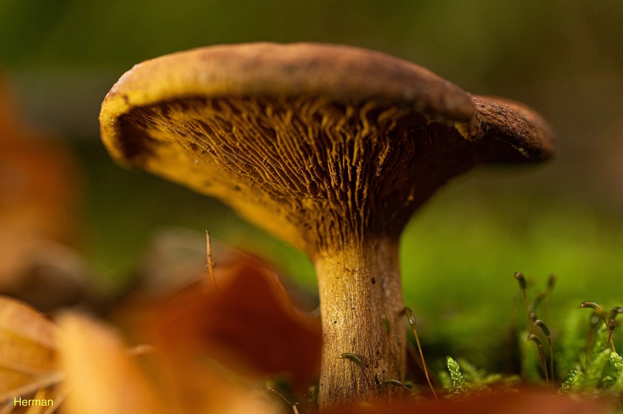 DSC_5714-4.jpeg