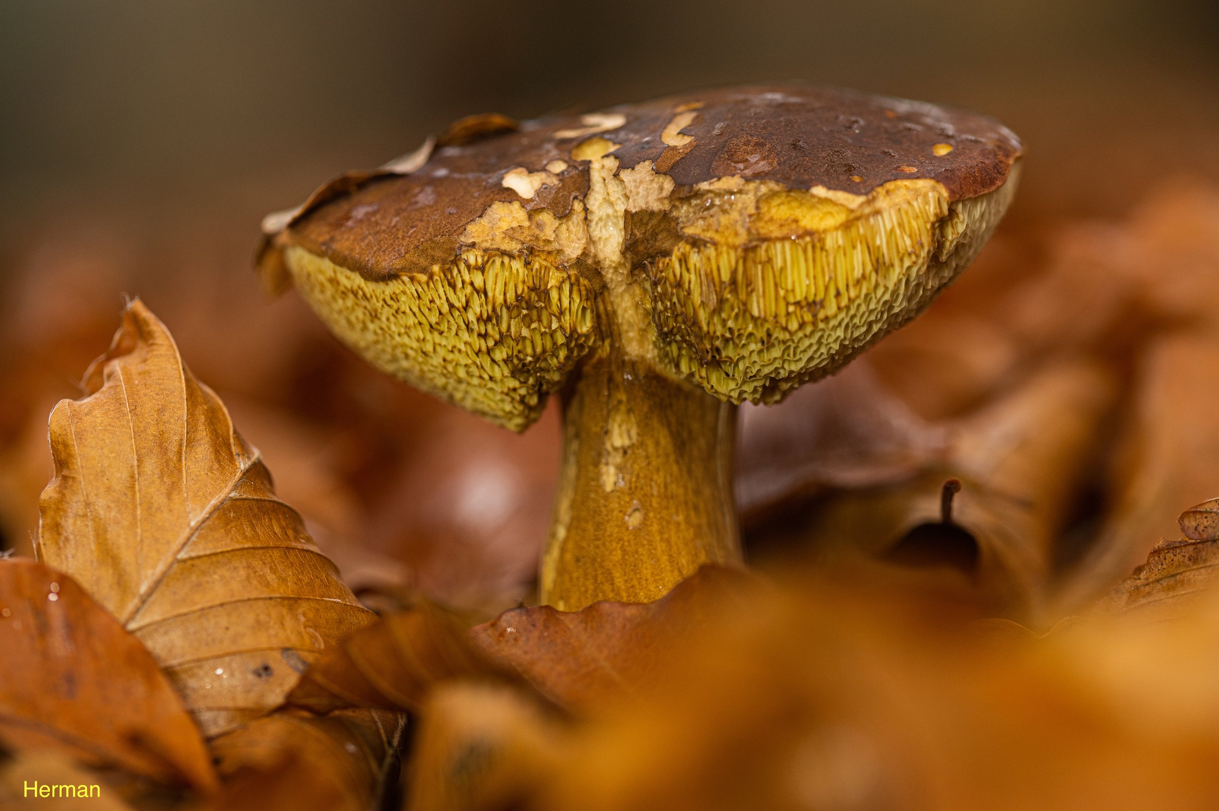DSC_5716-5.jpeg