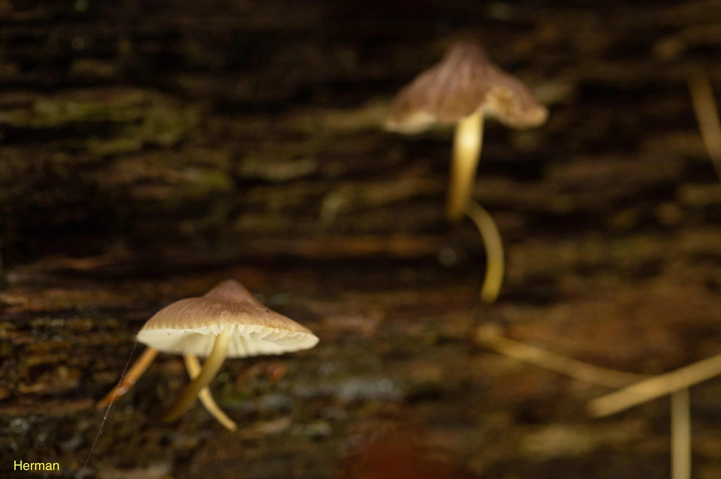 DSC_5720-6.jpeg