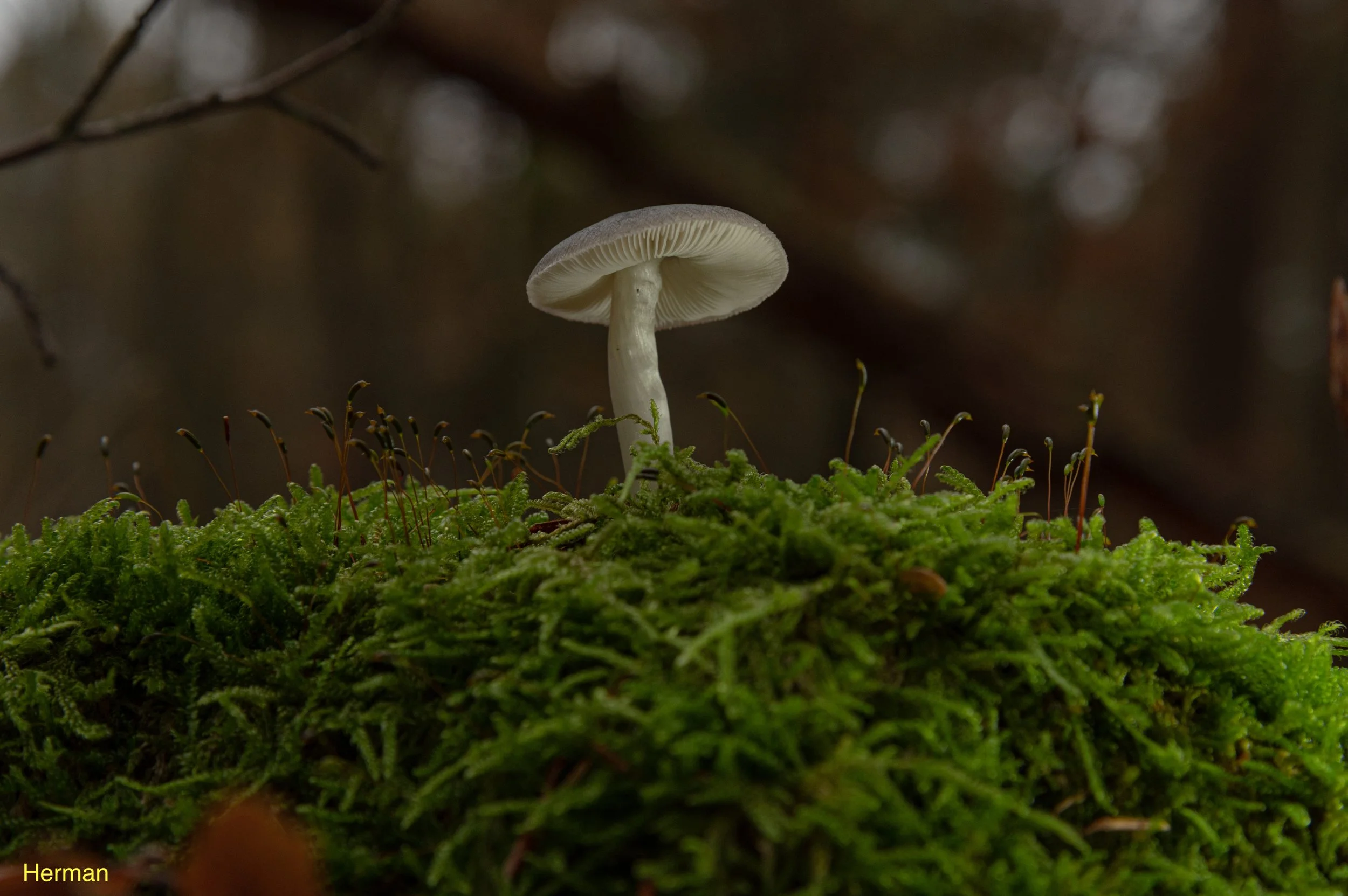 DSC_5727-7.jpeg