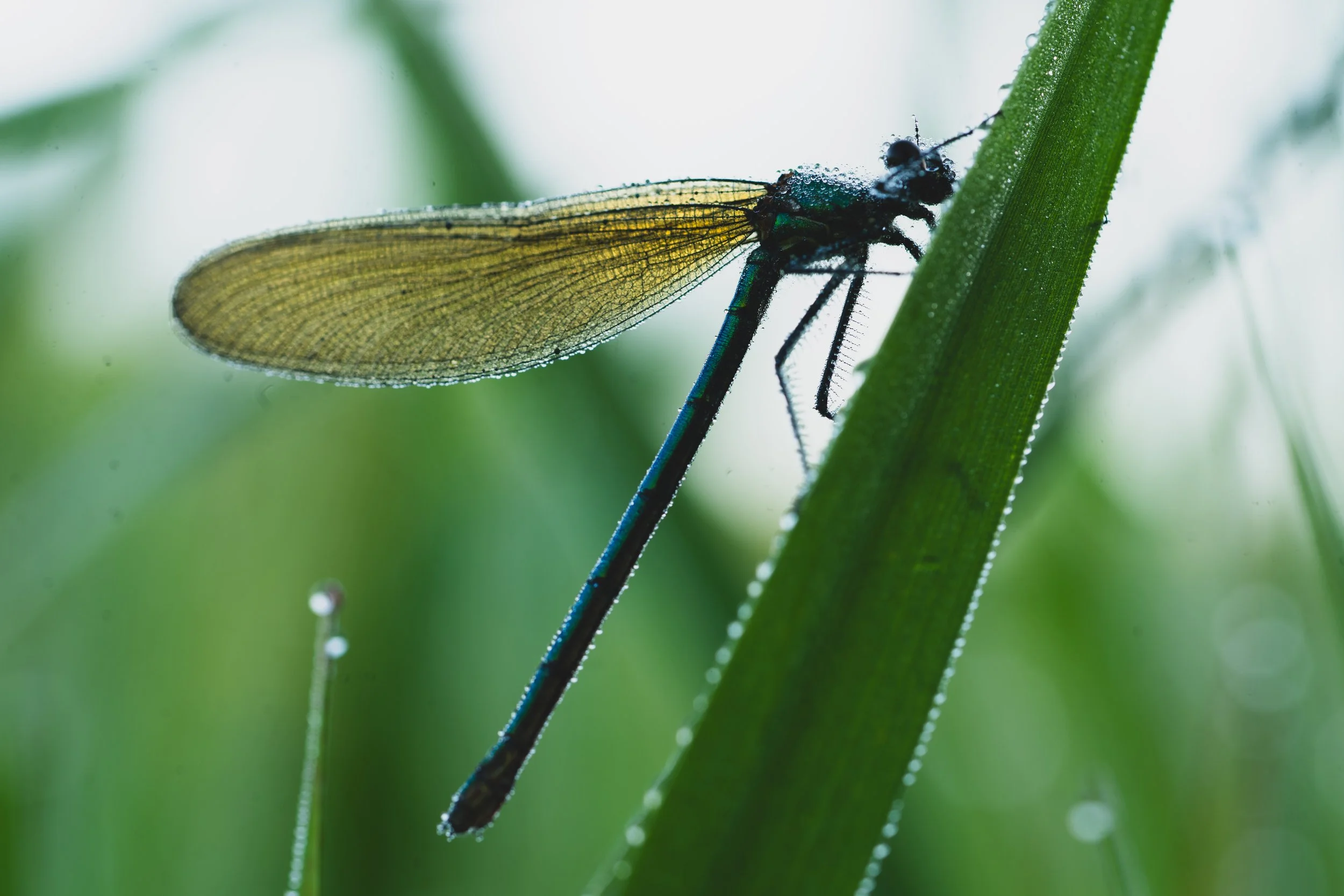 libelle-6.jpg