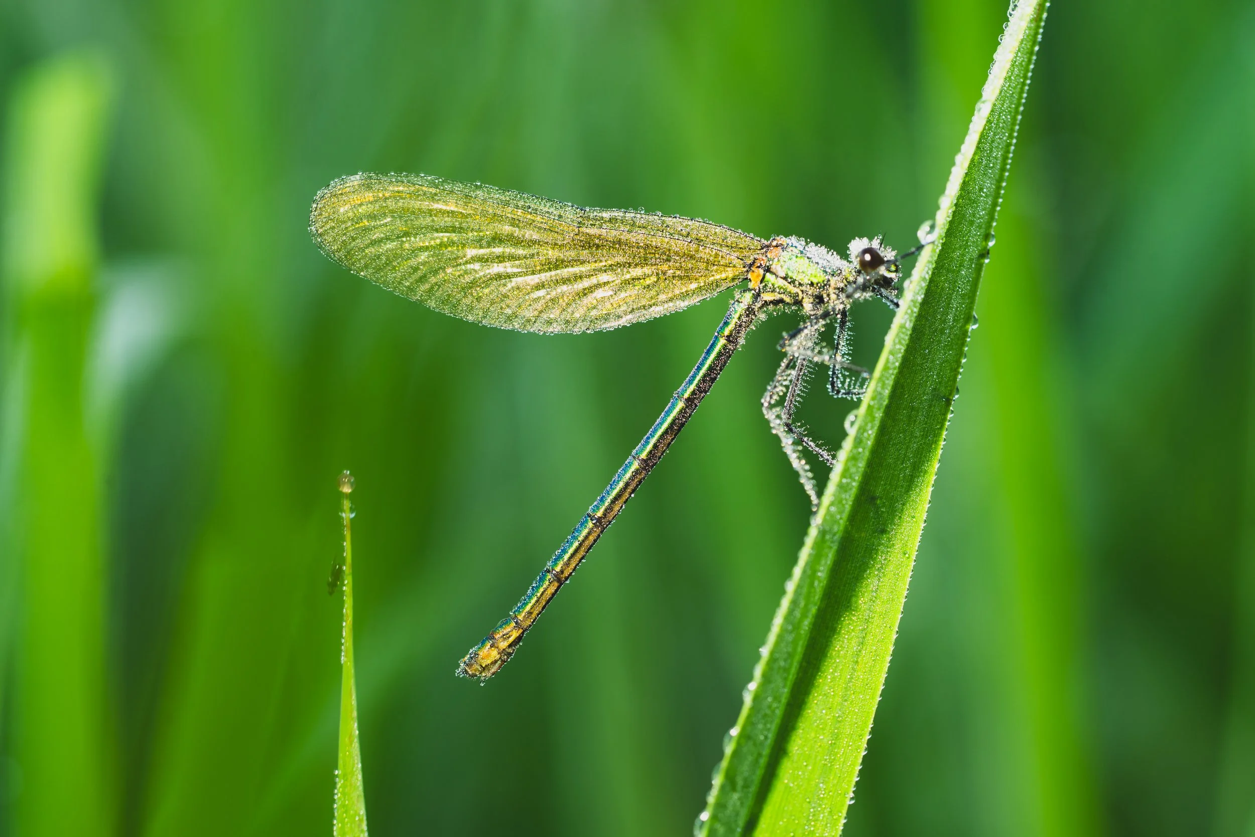 libelle-12.jpg