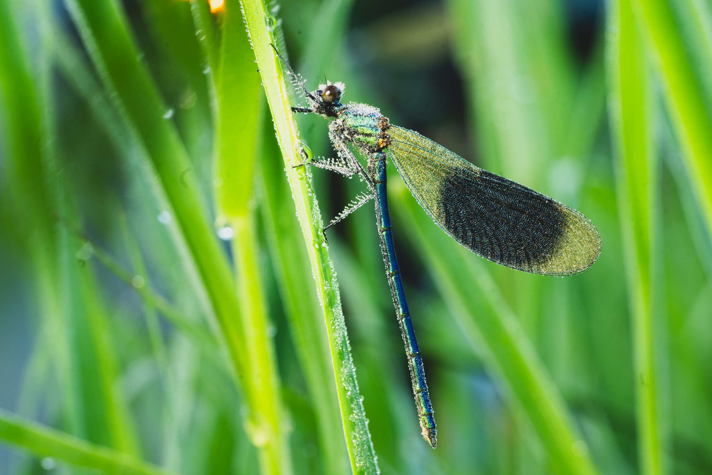libelle-13.jpg