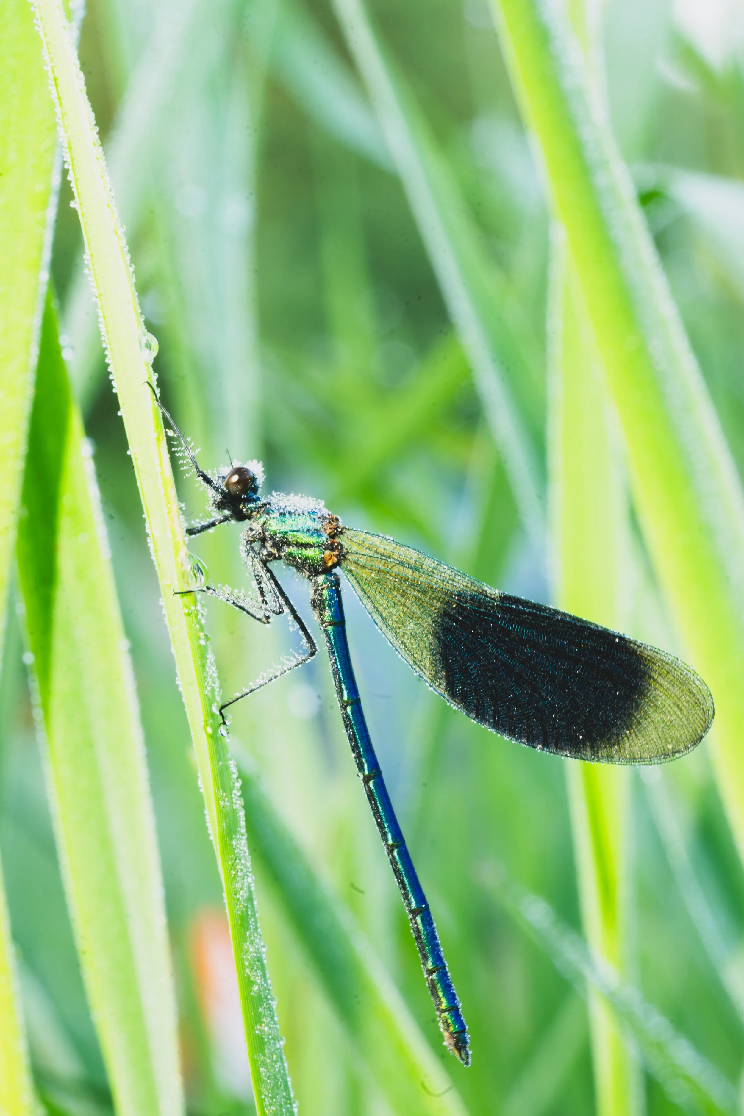 libelle-17.jpg