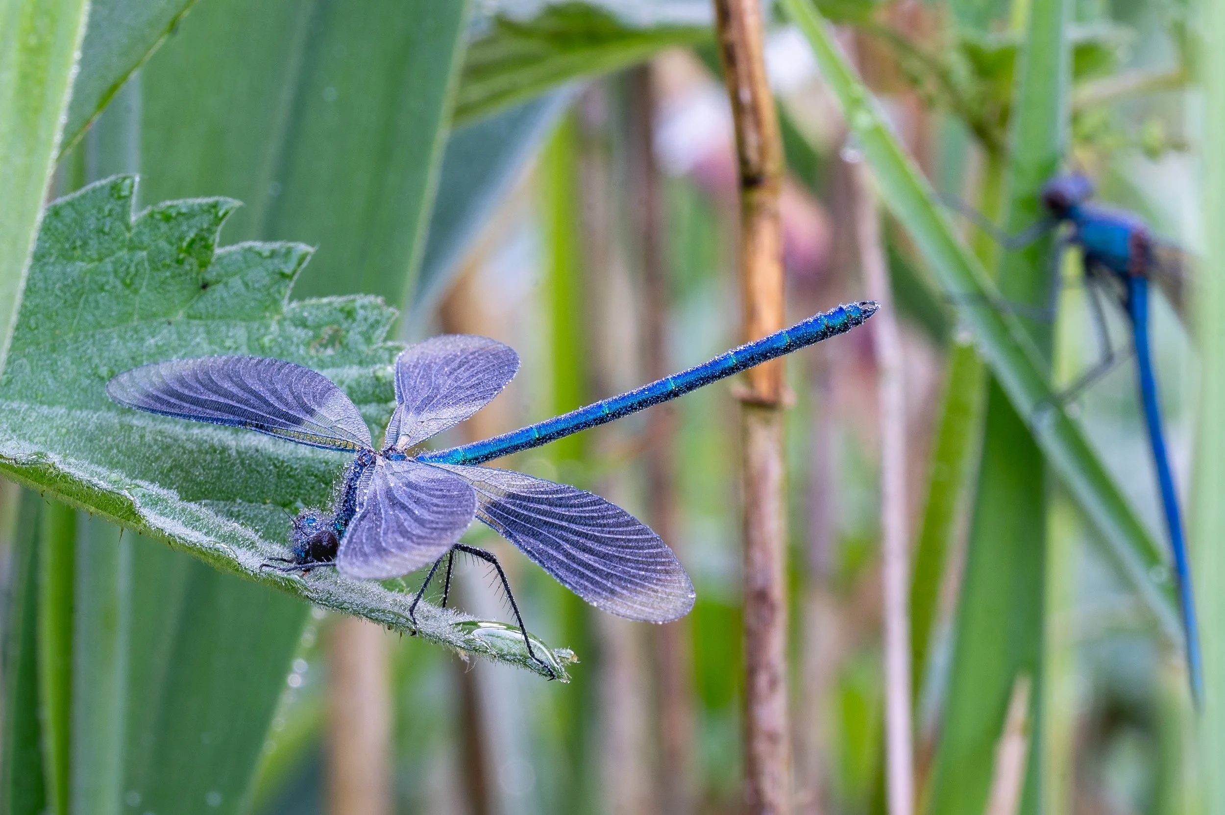 20260526 Johan-6103.JPG