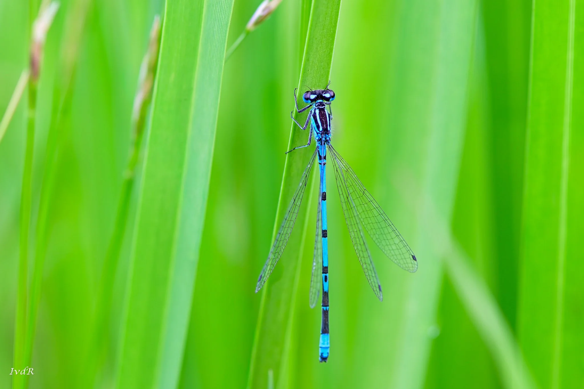 INE-Macro Kox 3.jpg
