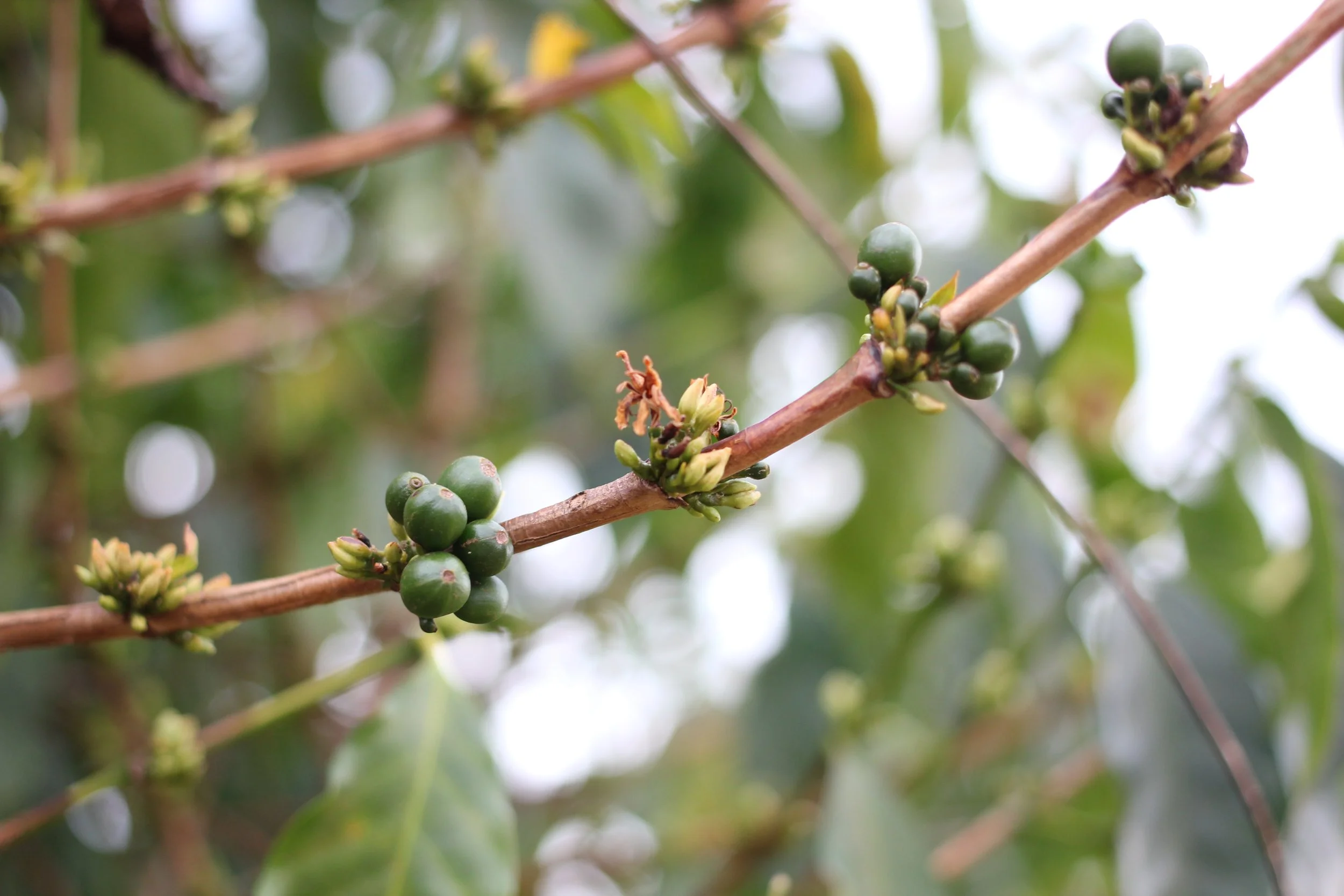 BEAN SPECIES