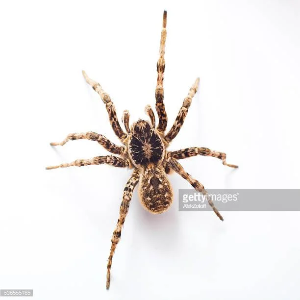 &nbsp; &nbsp; &nbsp; &nbsp; &nbsp; &nbsp; &nbsp; &nbsp; &nbsp; &nbsp; &nbsp; &nbsp; &nbsp; &nbsp;two (2) body segments