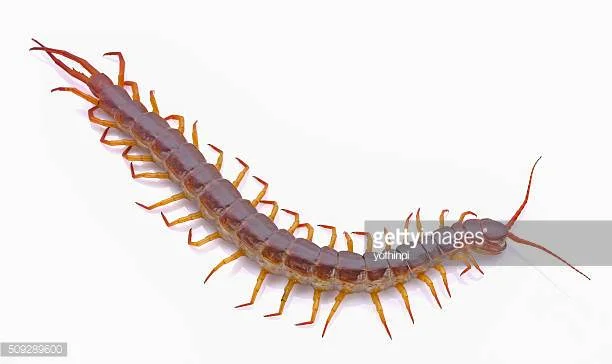 More than three (3)&nbsp;body segments