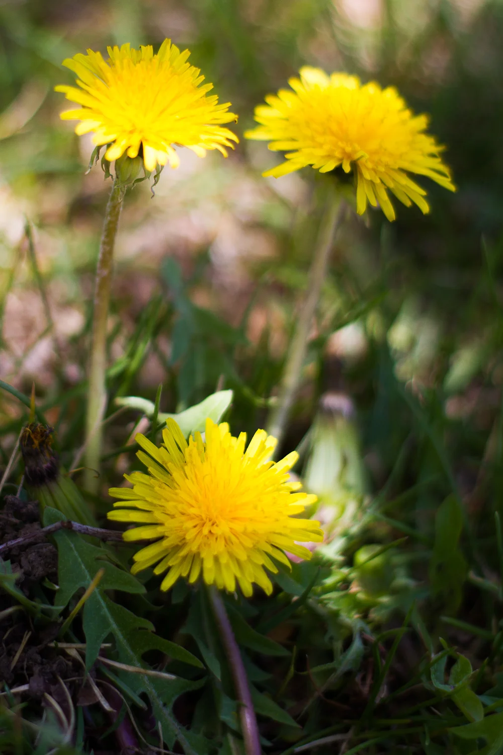 Dandelions (1 of 1).JPG