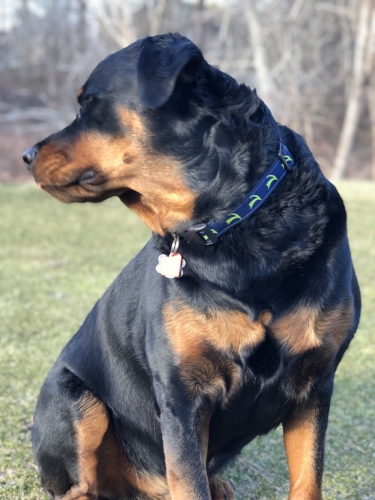 Cape Cod Dog Collar