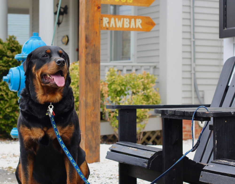 cape cod dog leash
