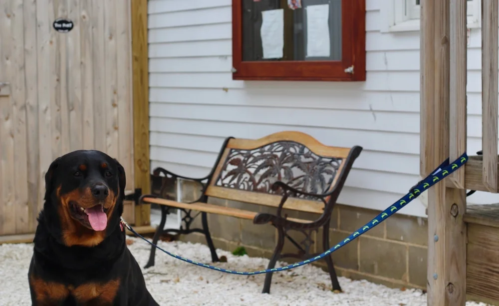 dog collar cape cod