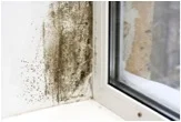 Aspergillus Mold
