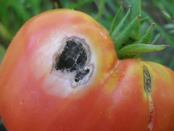 Alternaria Mold